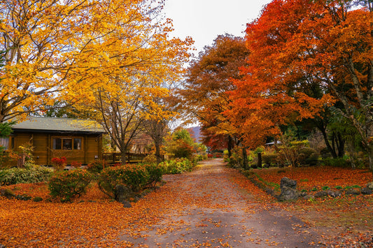 12 best places to see the autumn leaves near Tokyo