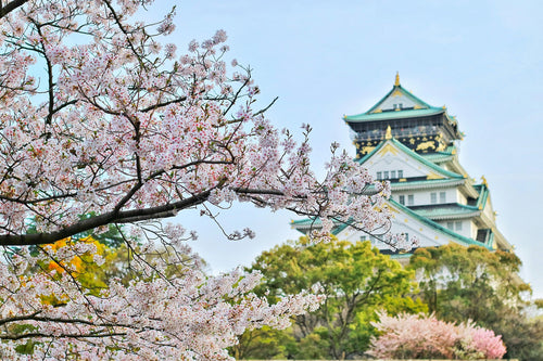 Top 7 Cherry Blossom Viewing Locations in Tokyo