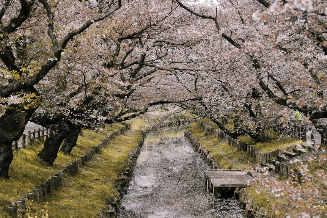 Best Seasons for Traveling in Japan