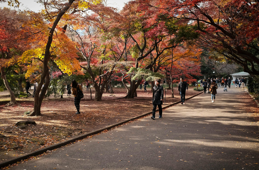 November Japan Travel Guide