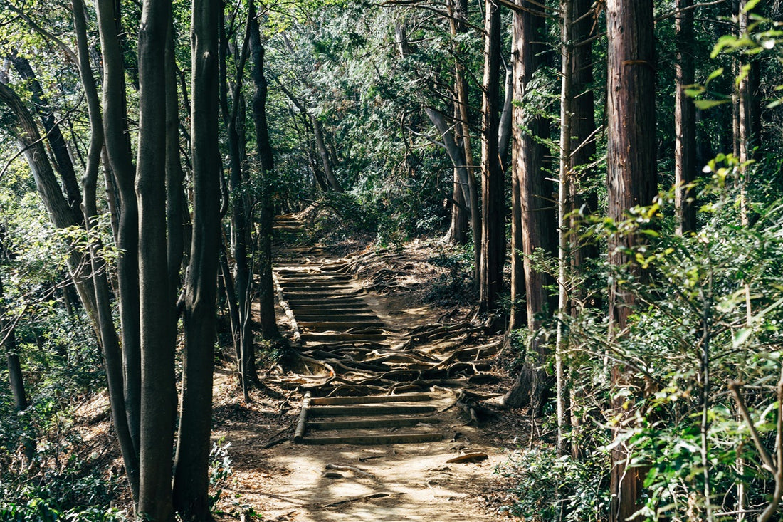 Hiking Guide to Mount Takao in Tokyo