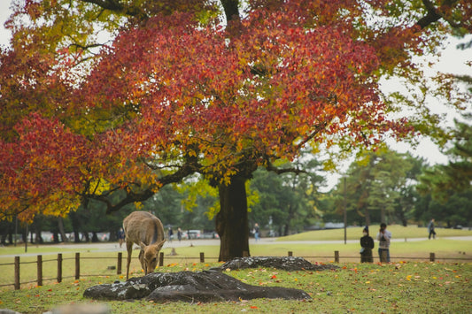 7 Best National Parks in Japan for Nature Lovers